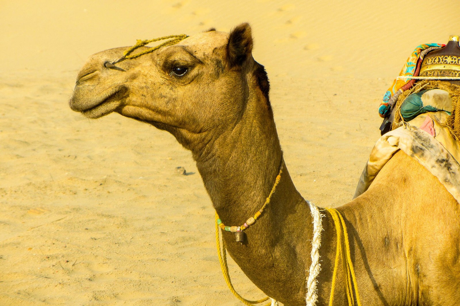 The camels of India's Thar Desert