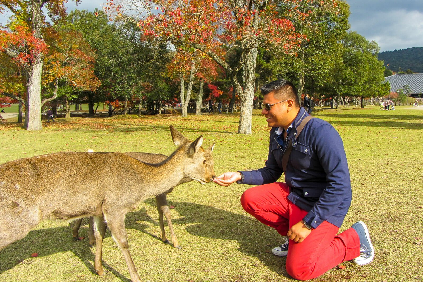 Feeding the deers at Nara, Japan