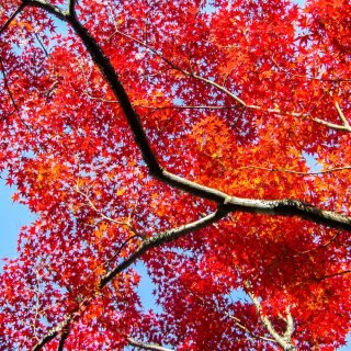 Red foliage of Japan in the fall