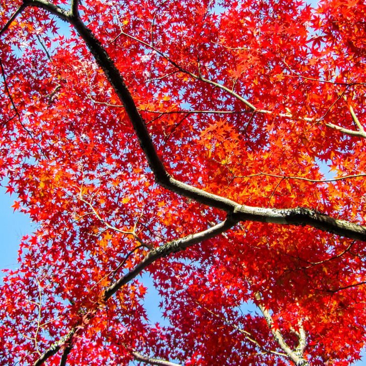 Red foliage of Japan in the fall
