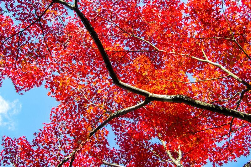 Red foliage of Japan in the fall