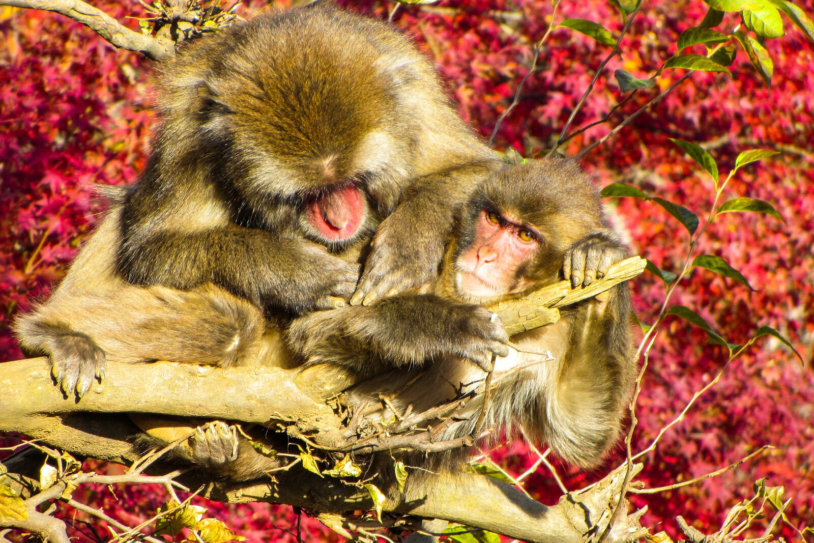 Snow Monkeys of Japan