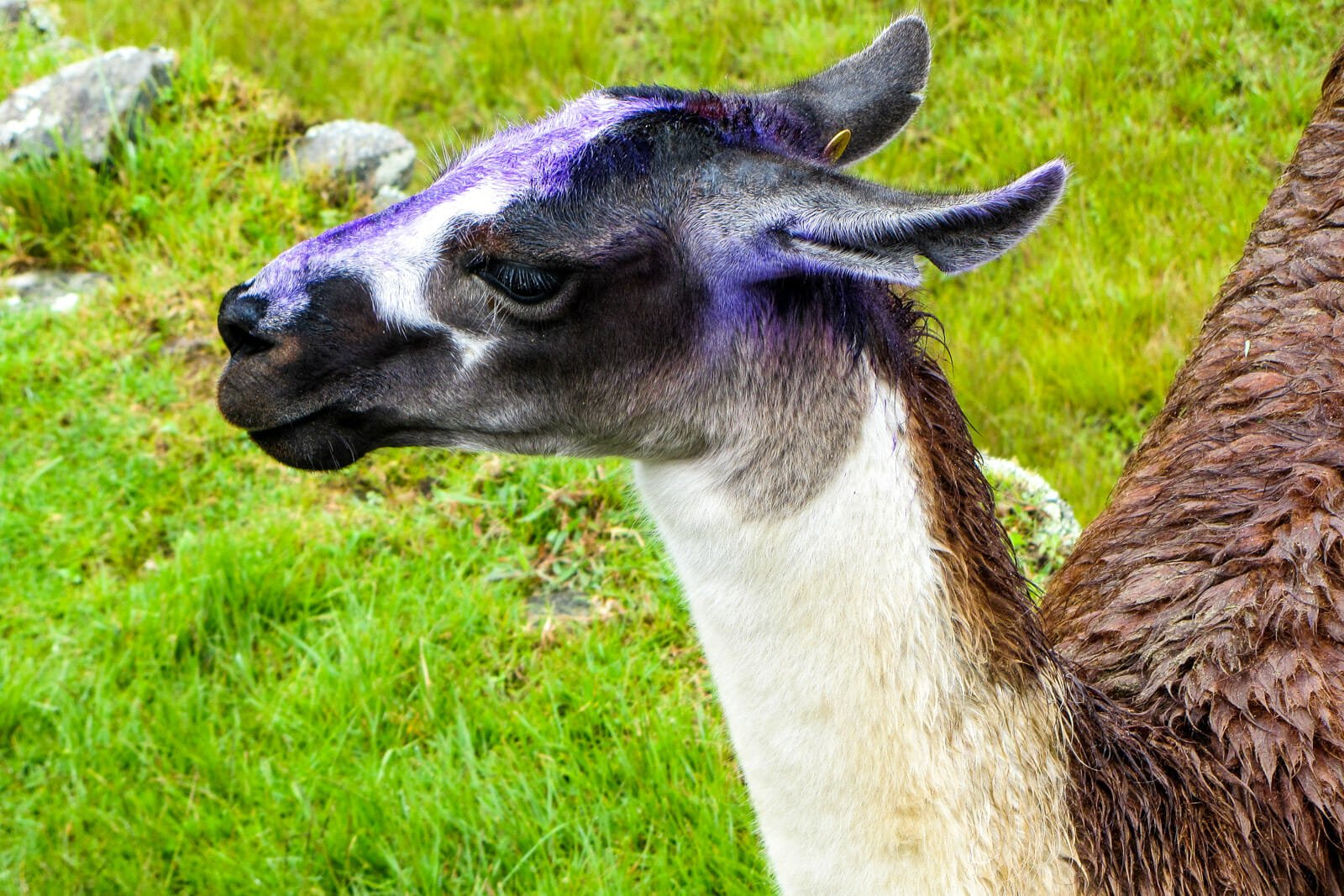 Cute llamas at Machu Picchu