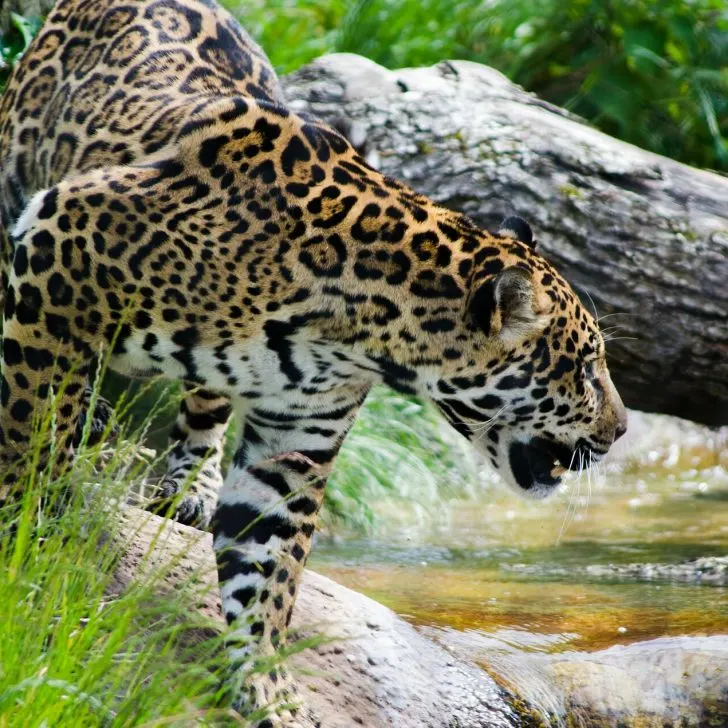 Jaguar in Belize