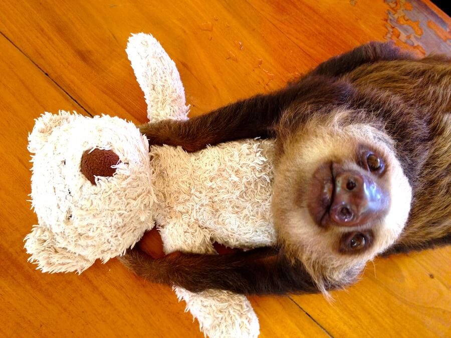 Baby sloth of Costa rica