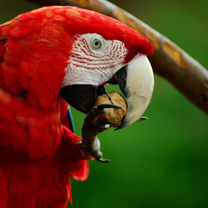 Red Macaw at Copan Ruinas