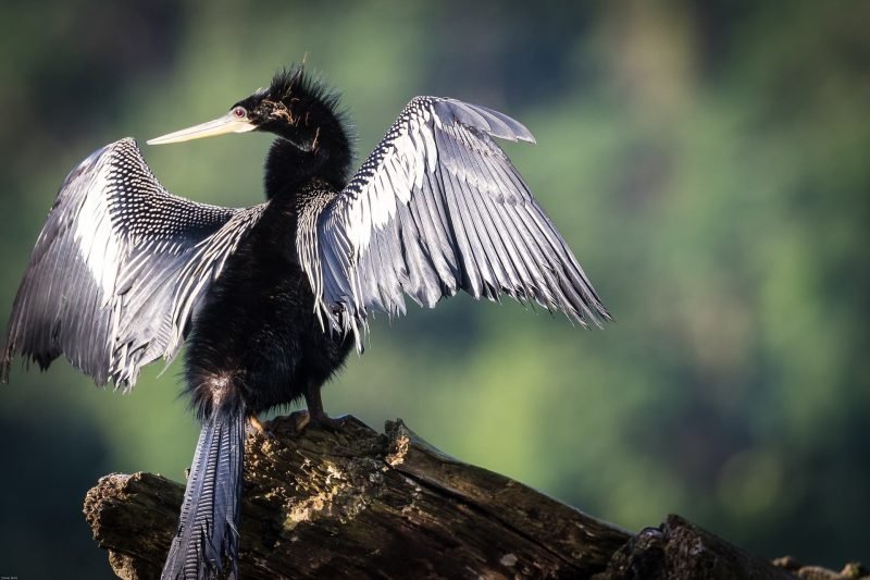 The biodiversity of Costa Rica's birds