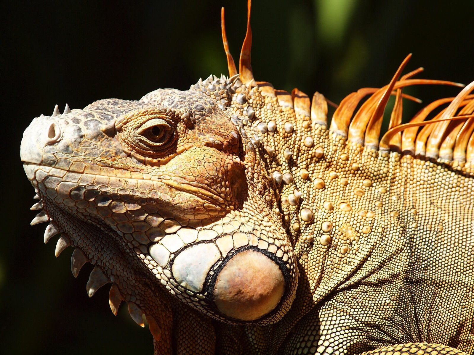 The Iguanas of Costa Rica