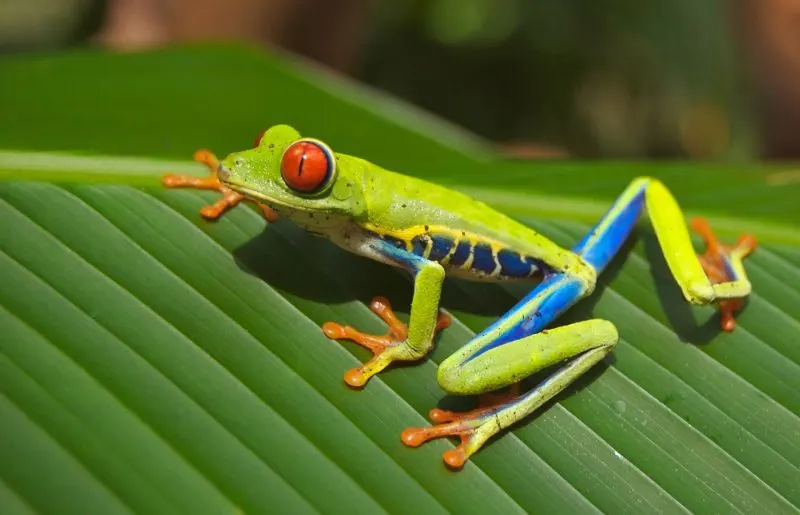 Curious Costa Rican Tree Frog