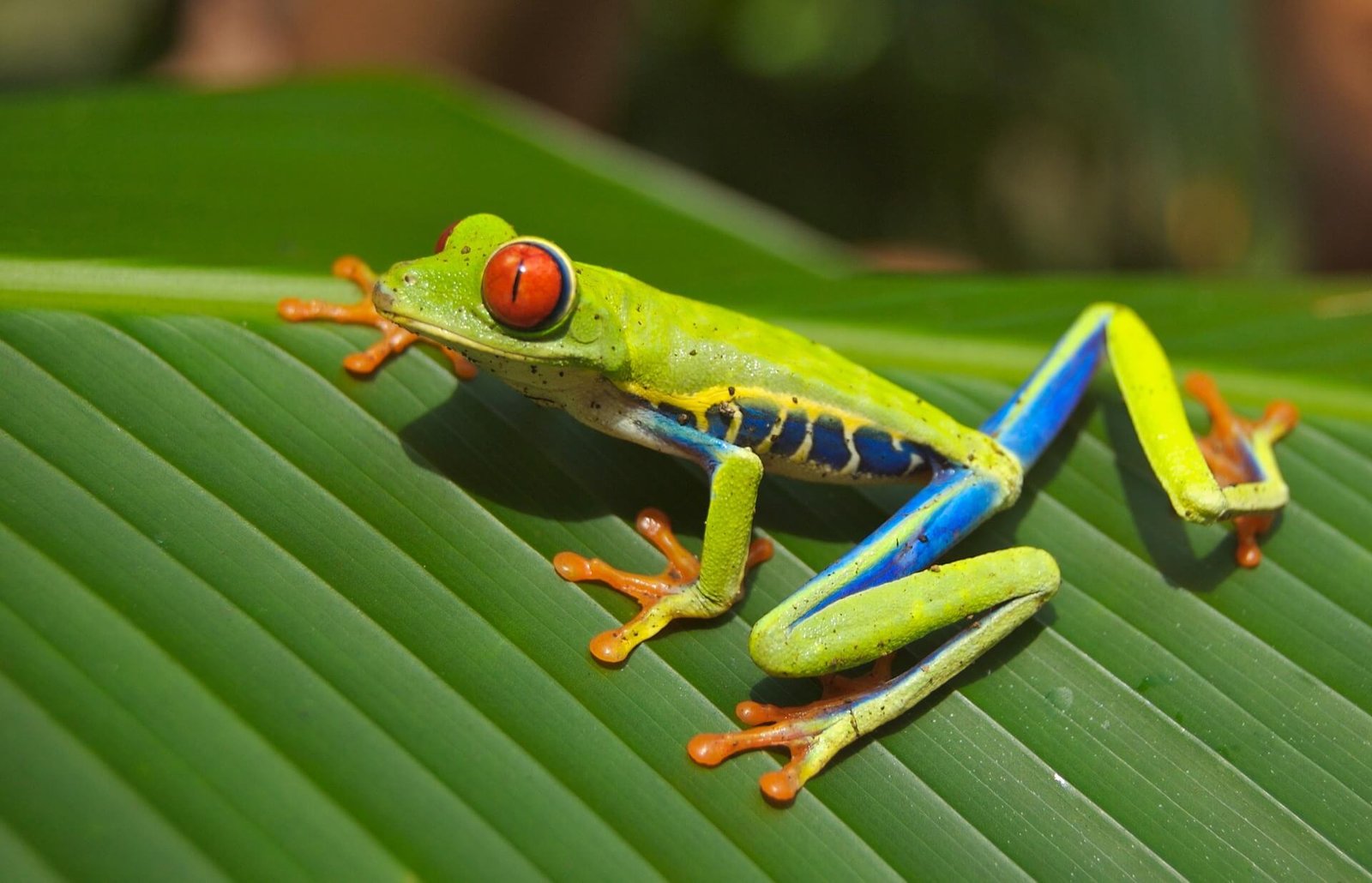 Curious Costa Rican Tree Frog