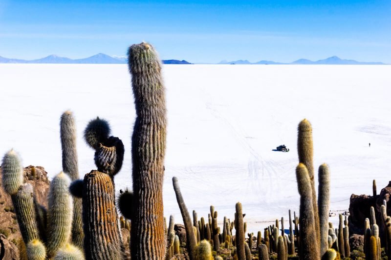 Cactus, cactus and more cactus at the Salar de Uyuni