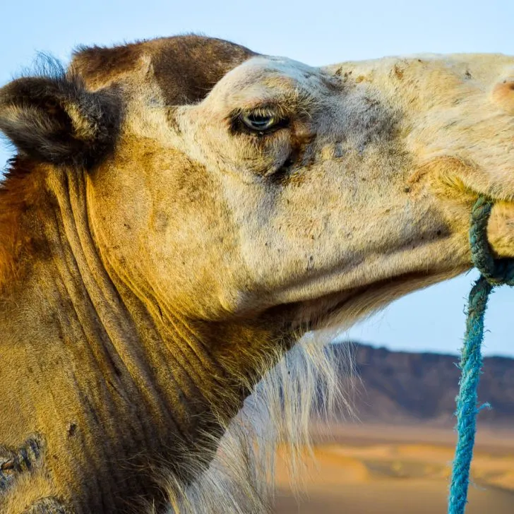 Camila the Camel at the Sahara Desert