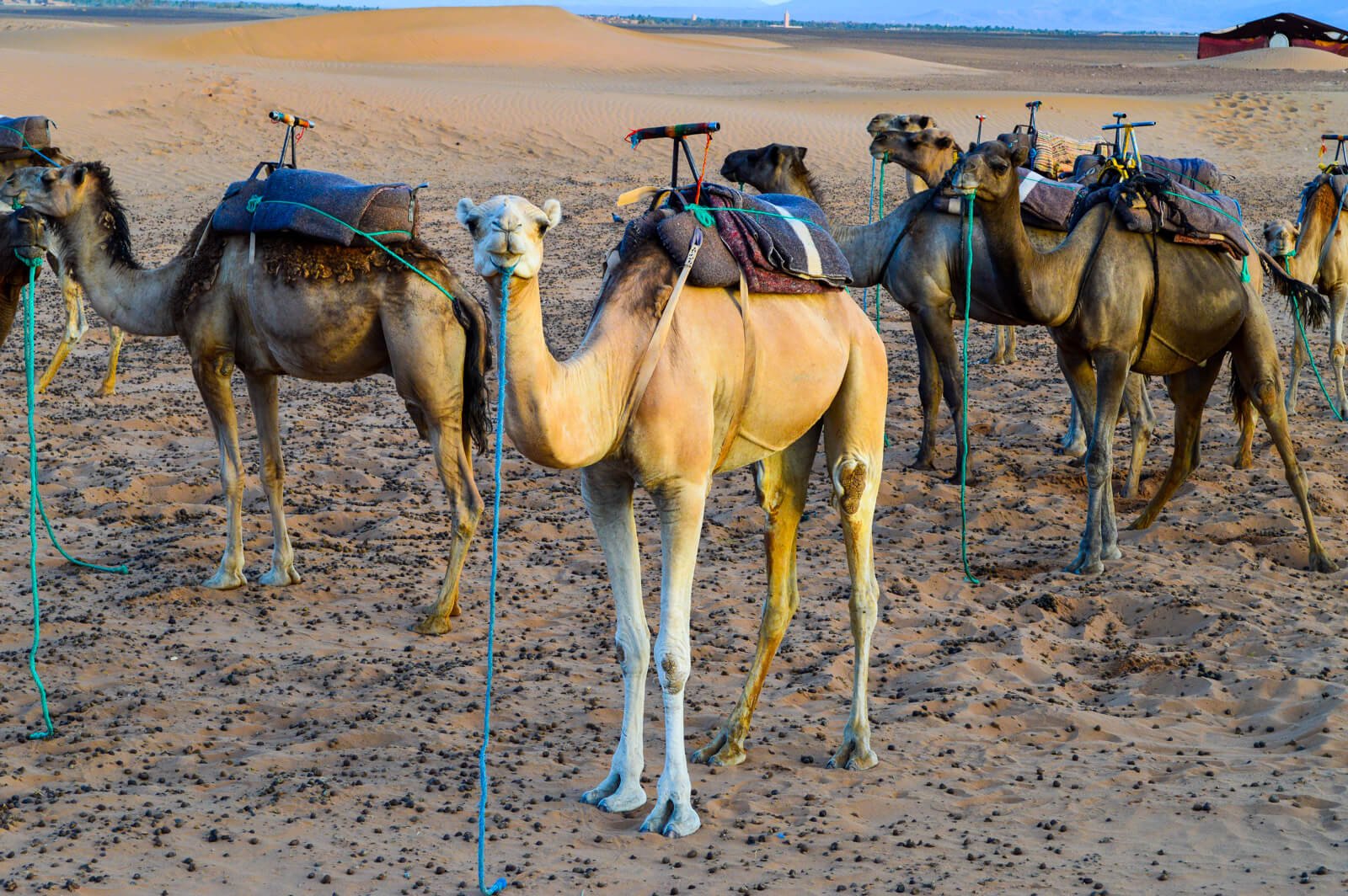 How to Get a Cheap Sahara Desert Tour in Morocco