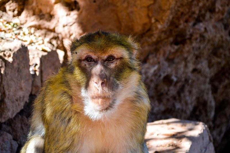 Monkeys at the Ouzoud Waterfalls of Morocco