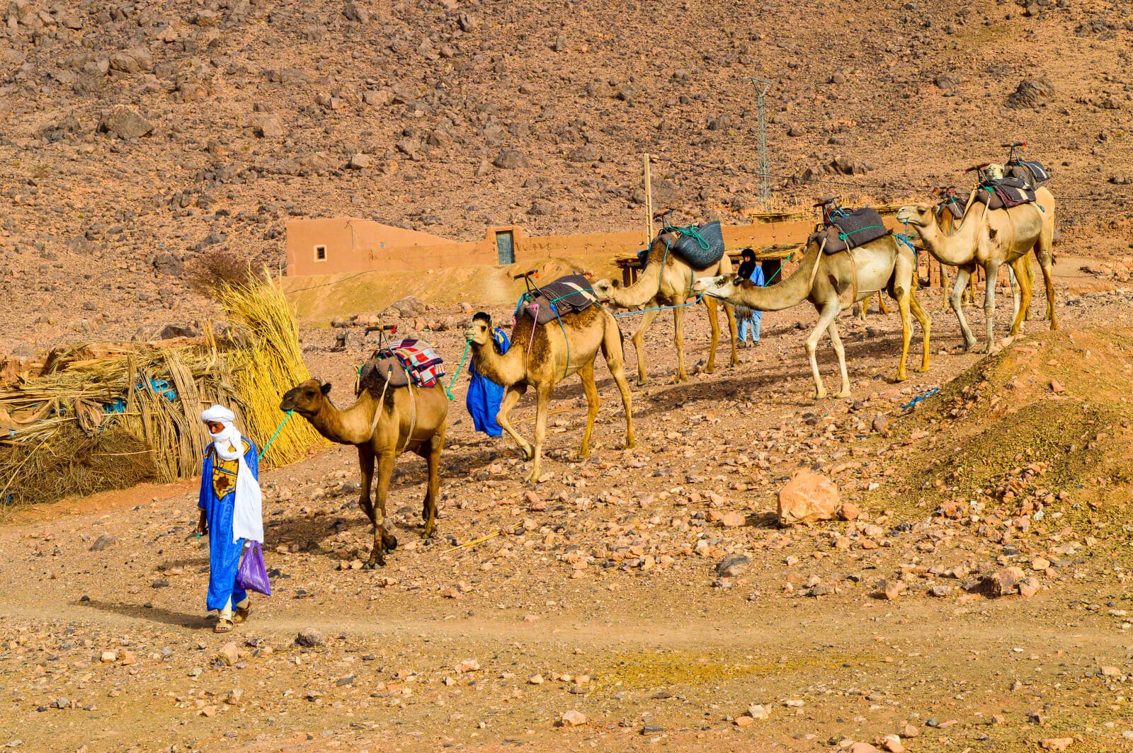 The Bedouin of Morocco