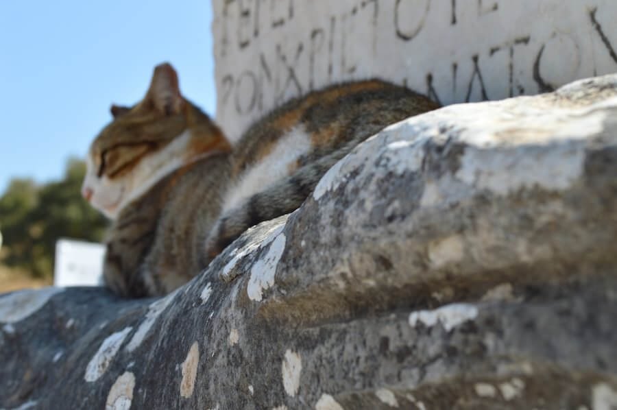 Cats at Ephesus