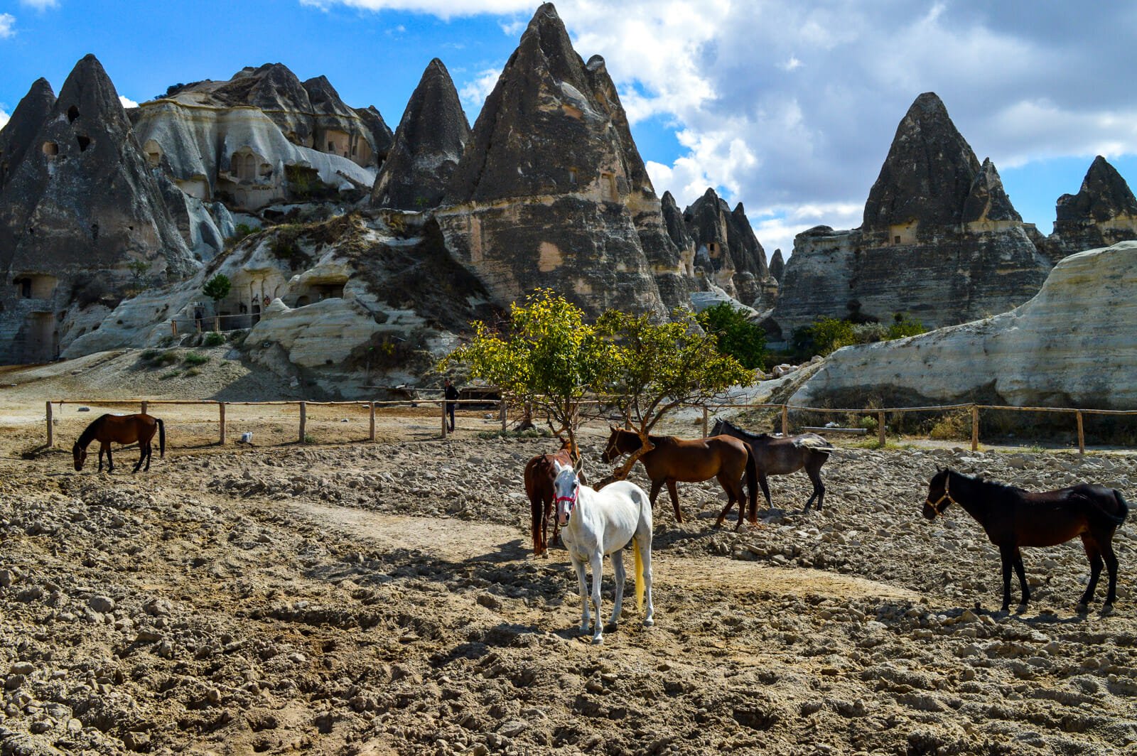 Cappadocia, land of beautiful horses
