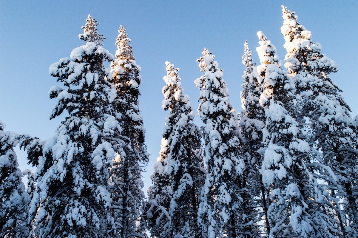 Christmas Trees in Lapland