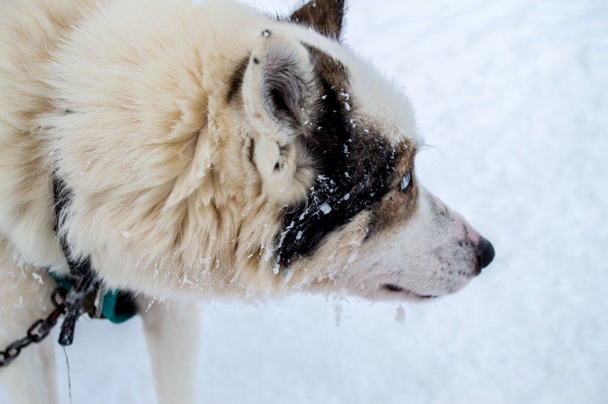 Close up of a Husky at Lapland