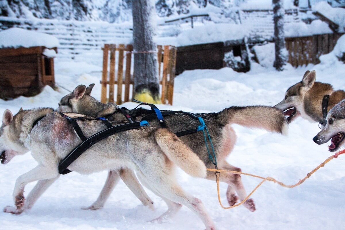 Husky Racing at Lapland