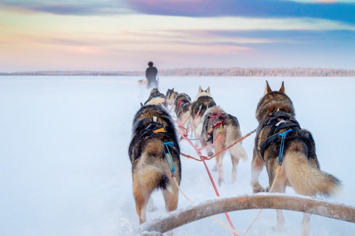 Husy racing in frozen lake Levi Lapland