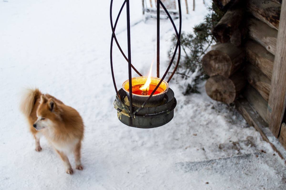 Japanese dogs at Lapland
