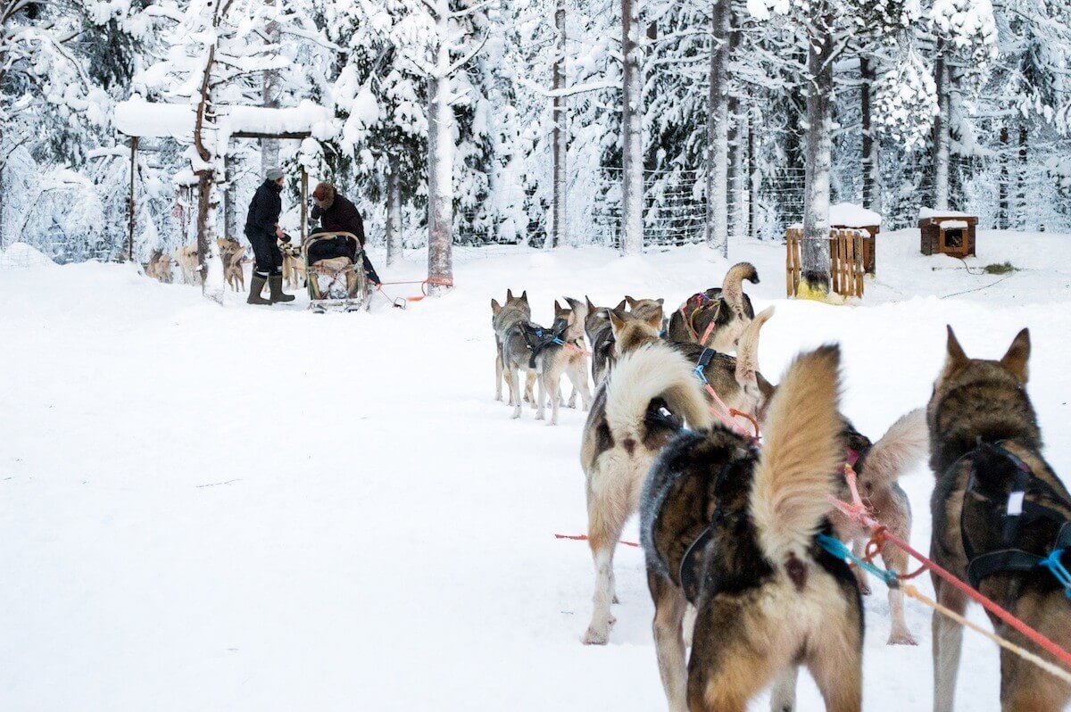 Racing with Huskies at Levi Lapland