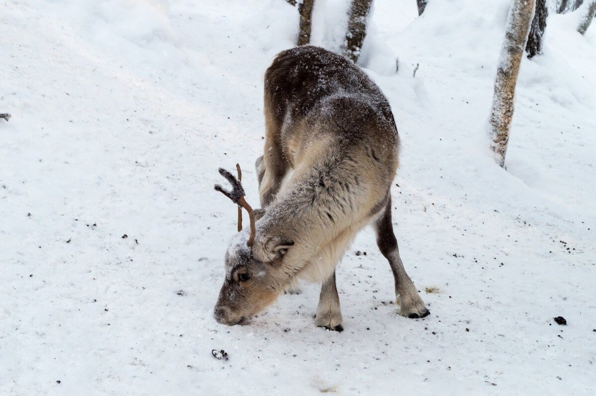 Reindeer at Levi Lapland