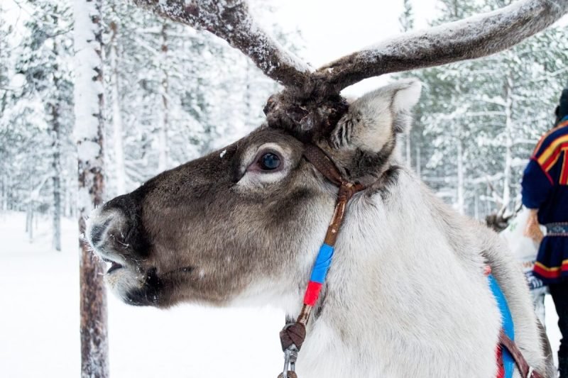 Reindeer, the companions of the Sami People