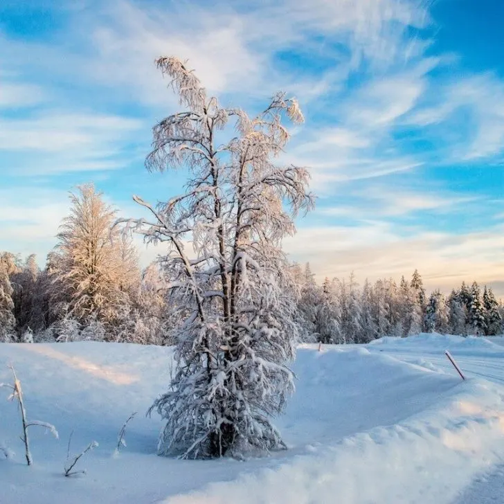 The white fluffiness of the snow in Lapland