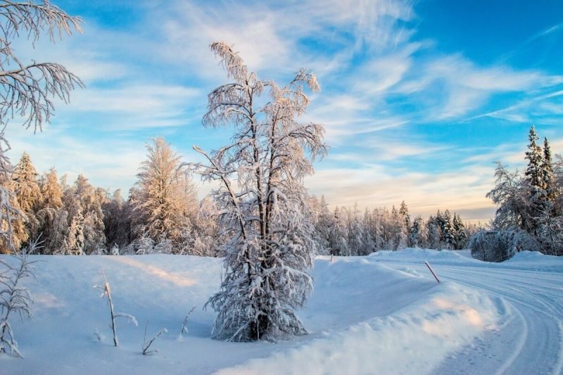 The white fluffiness of the snow in Lapland