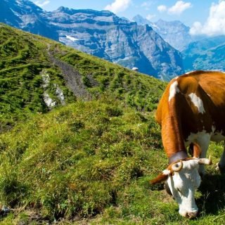 The Swiss Cows of the Jungfrau Region
