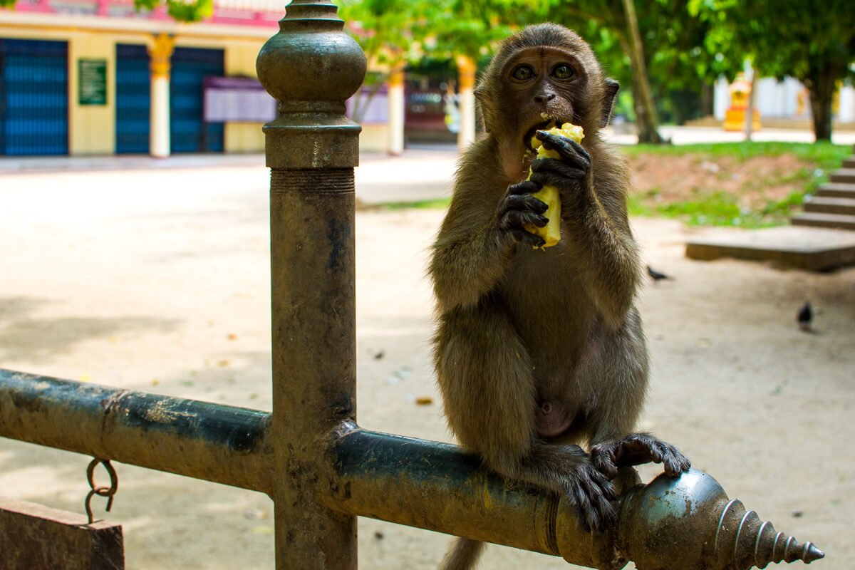 Monkey feeding time yo