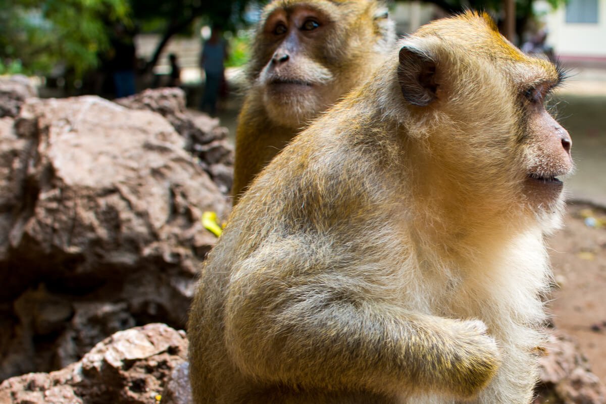 The monkeys of South Thailand