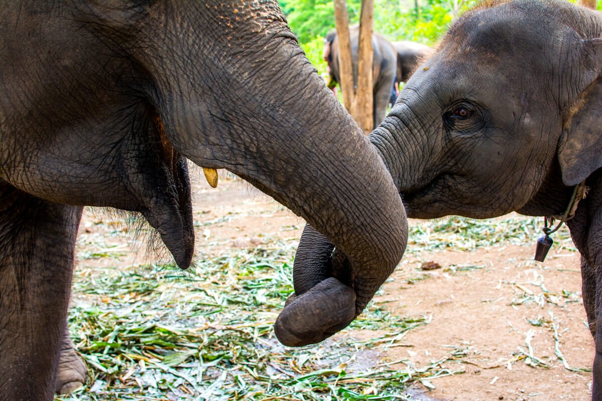 Elephant Riding in Chiang Mai 06