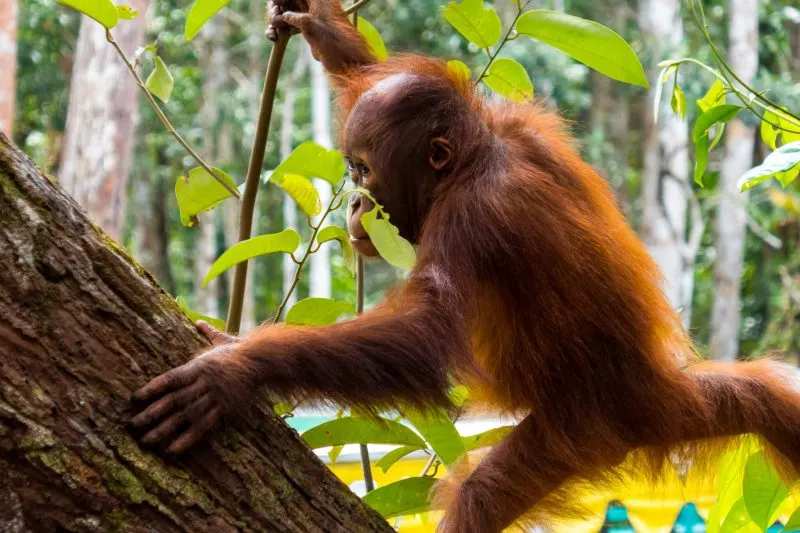 Baby Orangutan in Tanjung Puting, Borneo