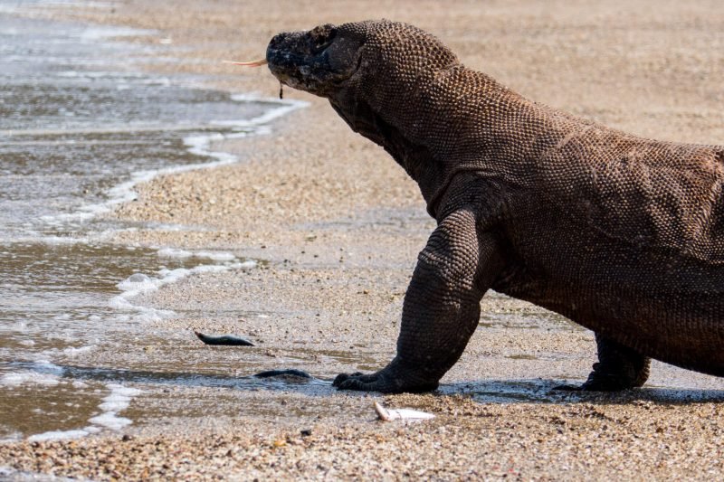 Komodo Dragon, a prehistoric beast of wonders Komodo Dragon, a prehistoric beast of wonders
