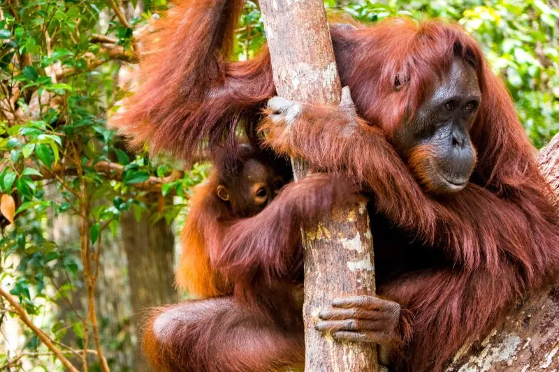 Mother and baby Orangutan in Tanjung Puting, Borneo