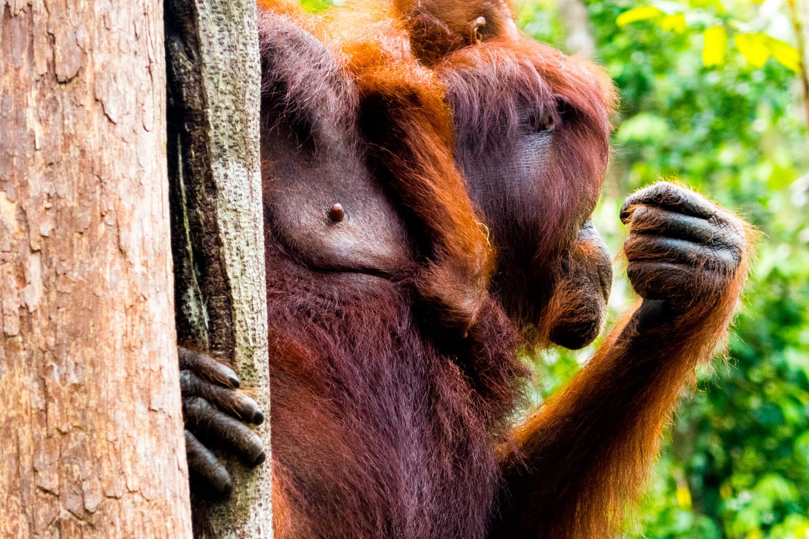 Two orangutans climbing a tree in Tanjung Puting, Borneo