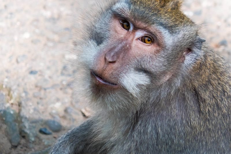Is Bali worth visiting? Is Bali overrated?