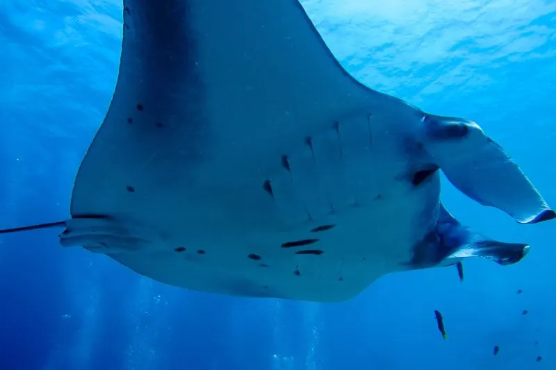 Diving with Mantas in Komodo National Park