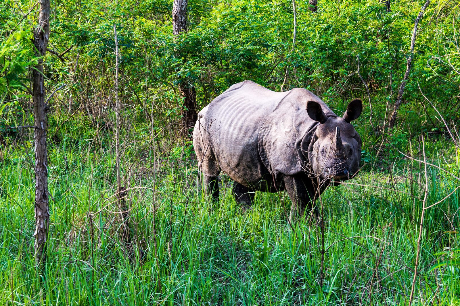 Finding chubby unicorns aka rhinoceros in Chitwan National Park