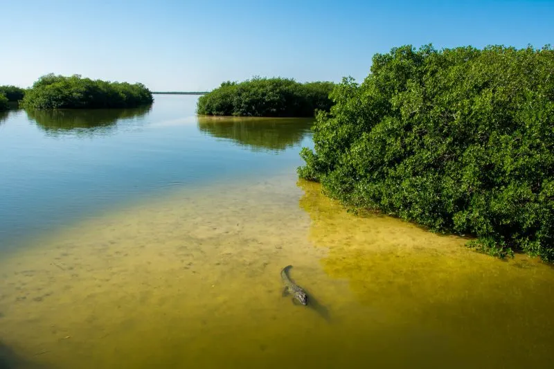 Crocodiles at the Sian Ka'an Biosphere