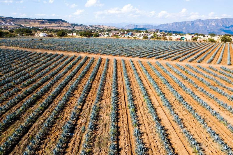 A Day Trip to the Town of Tequila from Guadalajara And More