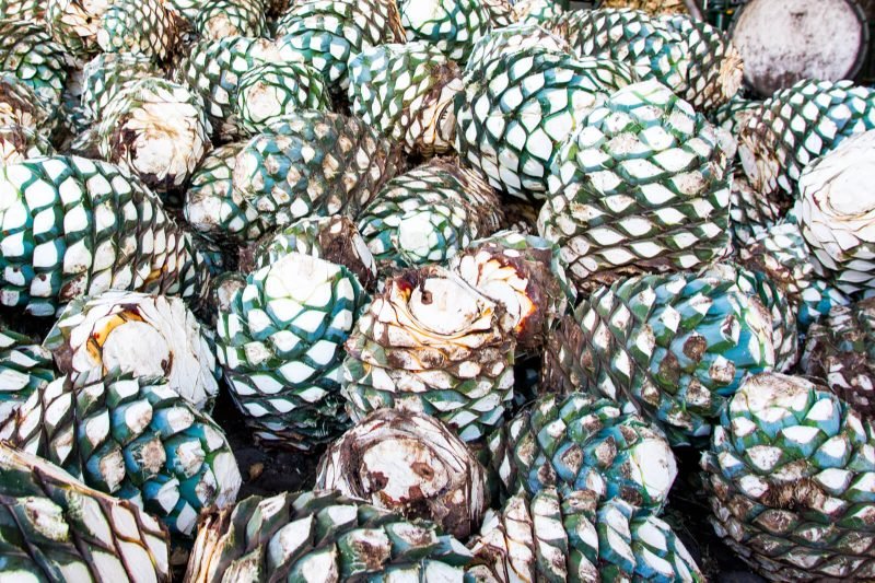 Tequila Day Trip Guadalajara
