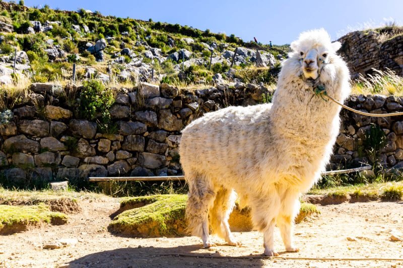 A friendly llama in Isla del Sol Bolivia