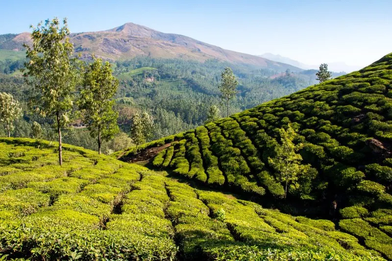 Kochi to Munnar