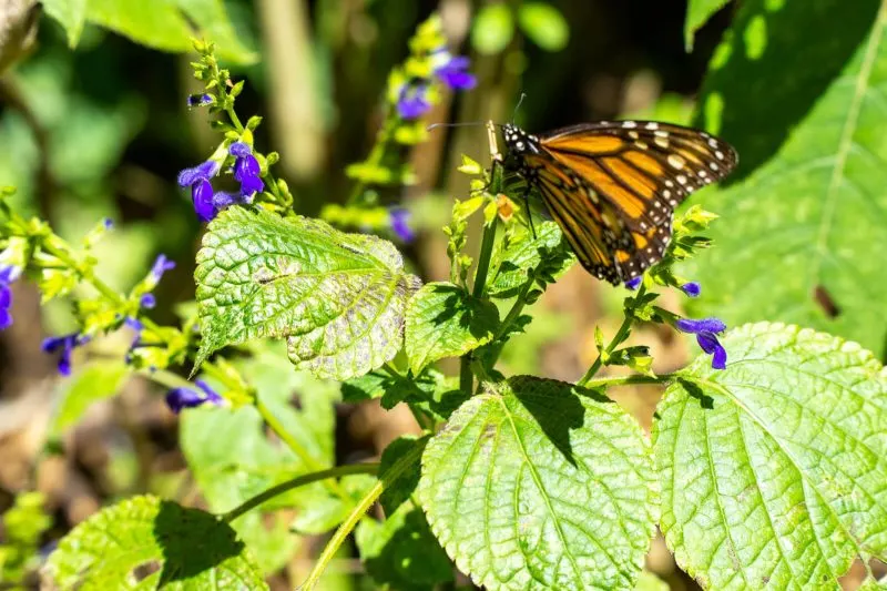 The Monarch Butterfly Migration in Mexico