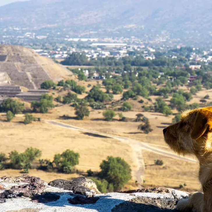 Dog of Wonders at the Teotihuacan Pyramids
