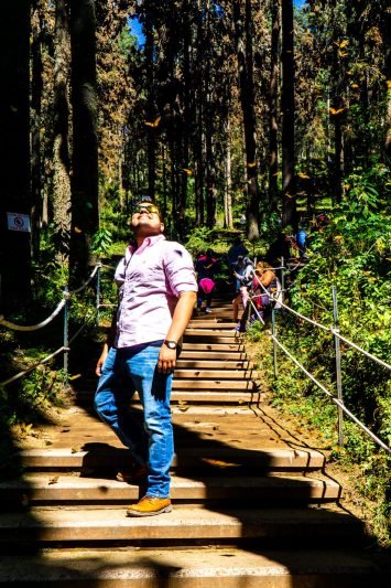 The Monarch Butterfly Migration in Mexico